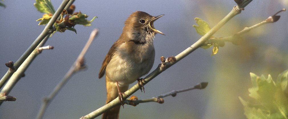 Bird sat on perch 