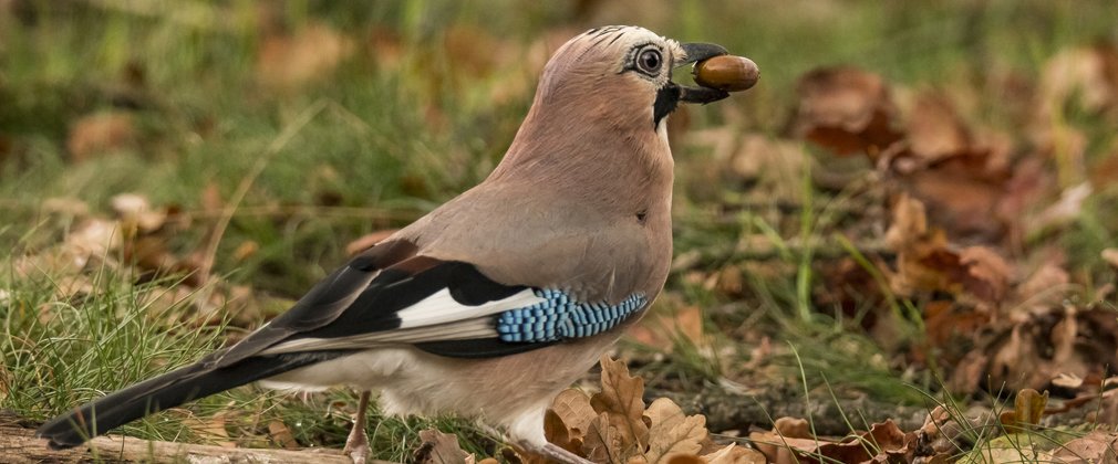 Jay holding an acorn in its beak