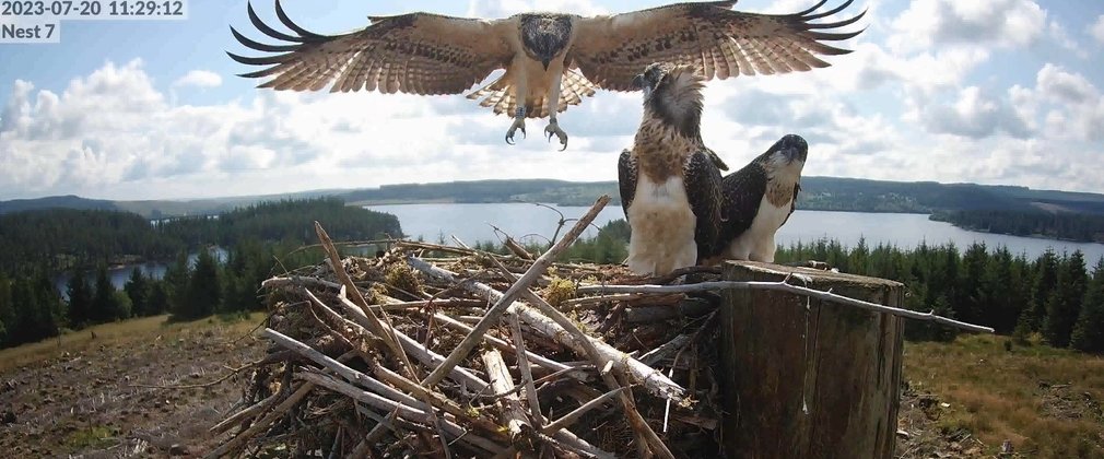 Gilsland the osprey lands after first flight