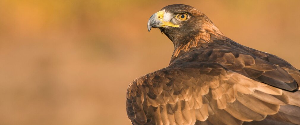 Close-up of a Golden Eagle, the side profile of its beak with yellow colouring very visible.