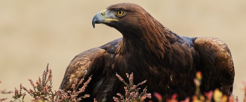 A Golden Eagle, head turned to the side, sat among moorland plants.