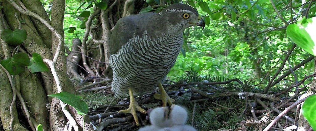 Goshawk and two chicks waiting to be fed in nest of twigs