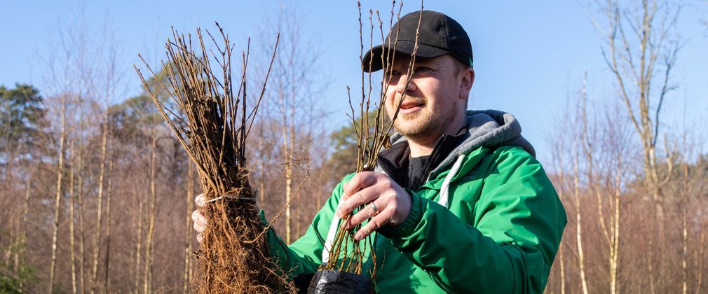 A man in Forestry England uniform holding up saplings ready to plant.