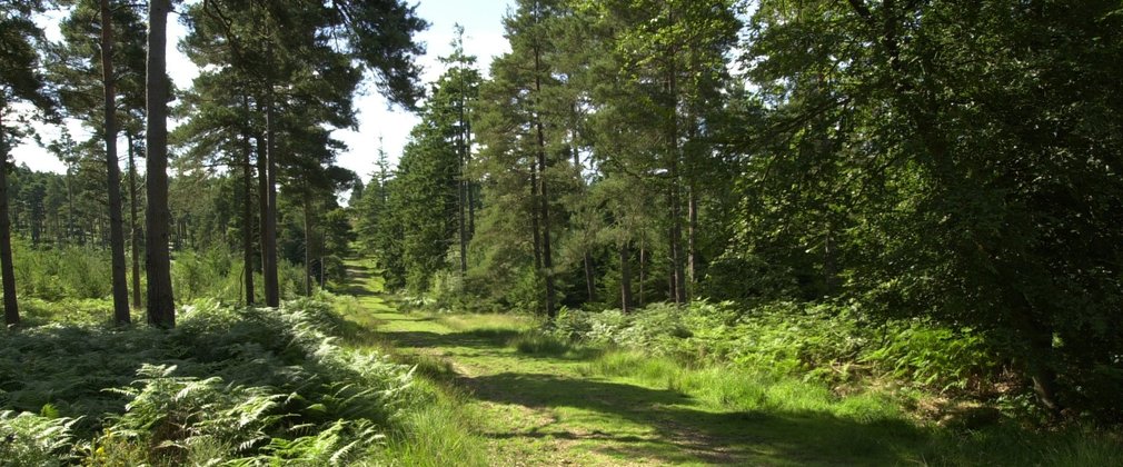 Grassy path running through tall trees in the forest on a sunny day