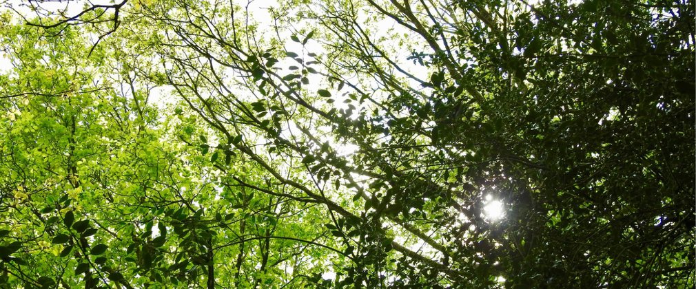 looking up into trees