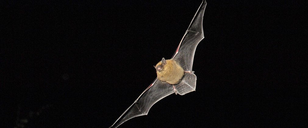 A bat flying against a black bakground