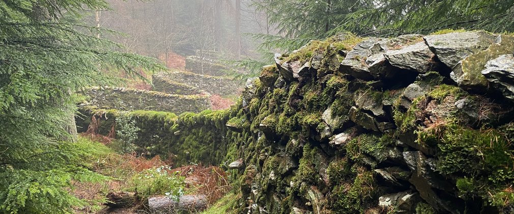 A curved drystone wall snaking through the trees