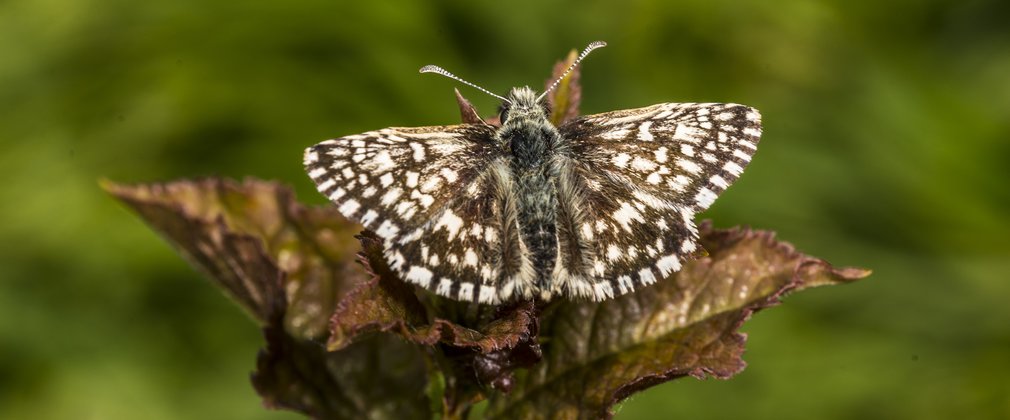 Grizzled skipper butterfly on young leaves