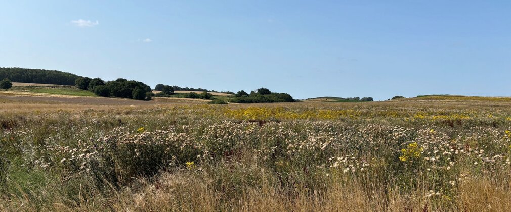 Grassy meadow with a blue sky.