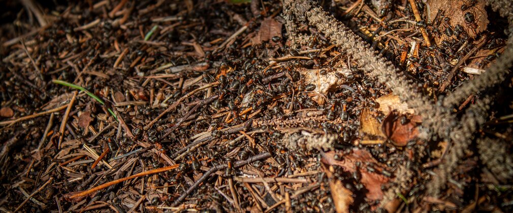Hairy wood ants