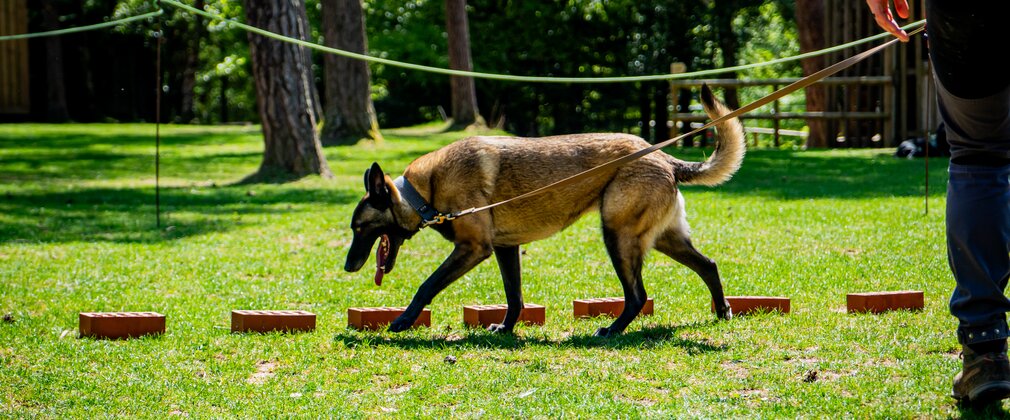 Detection dog demonstration