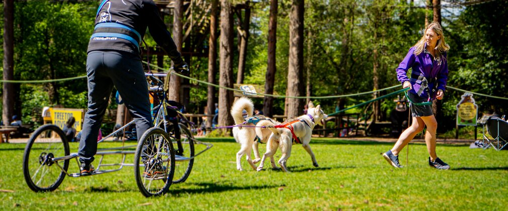 Husky racing at Haldon Forest Park