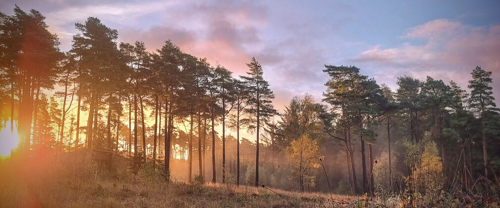 Autumn sun shining through the conifer trees