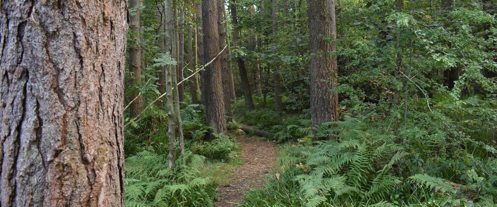 A footpath through a forest with a tree trunk in the foreground