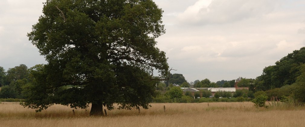 Large broadleaf tree in a field of long grass on cloudy day