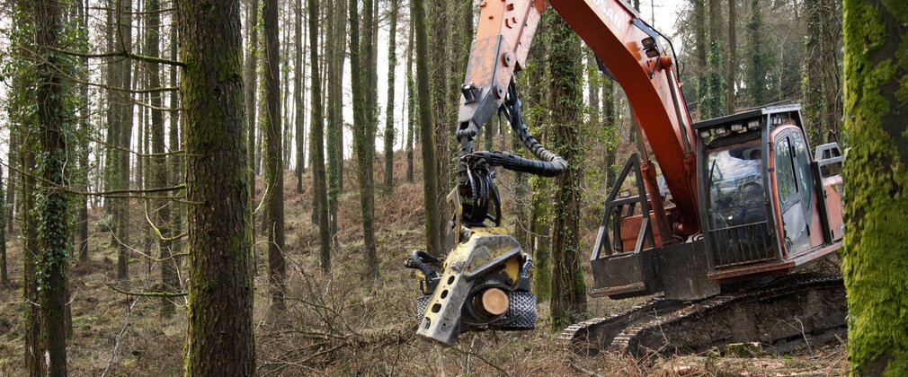 Photo shows a harvester amongst a forestry timber plot: an area which is full of evenly spaced straight pine trees, some with green lichen on. The harvester is a large piece of machinery which has an orange cab where the operator is sitting, atop two caterpillar treads to get through the brash. The arm of the harvester is out and the end is gripping a log which is has cut.