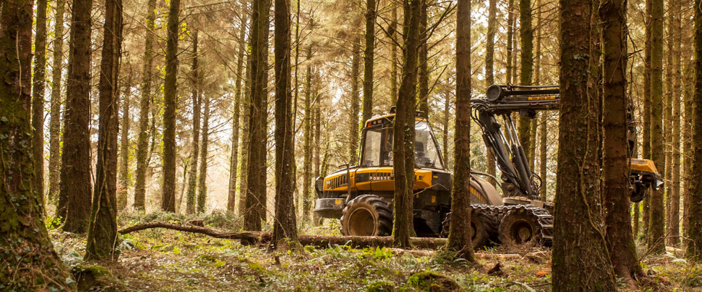 A harvesting machine working in a woodland