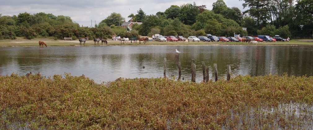 View of Hatchet Pond with birds on wooden posts and ponies in the distance