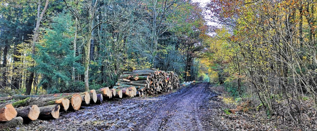 Harvested timber stacked awaiting collection, with autumnal leaves