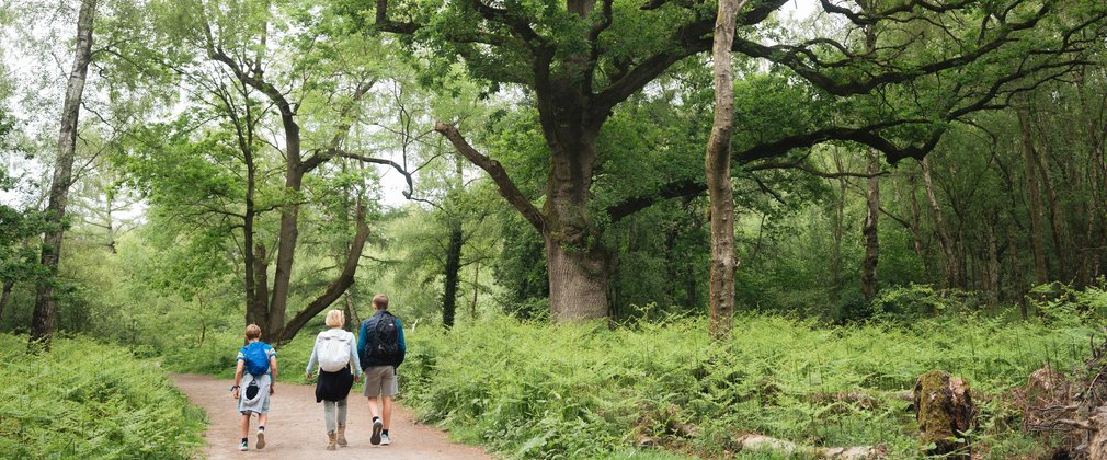 A woman and two boys walking in a forest, next to a large, ancient tree