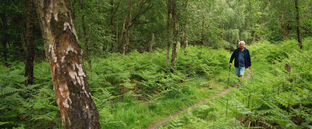 A man walking along a path surrounded by ferns