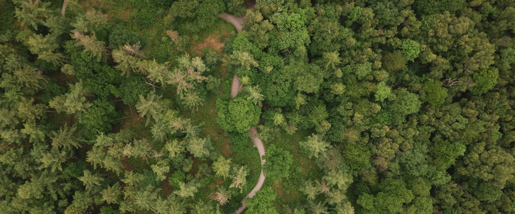 Aerial photo showing a trail winding its way through the trees