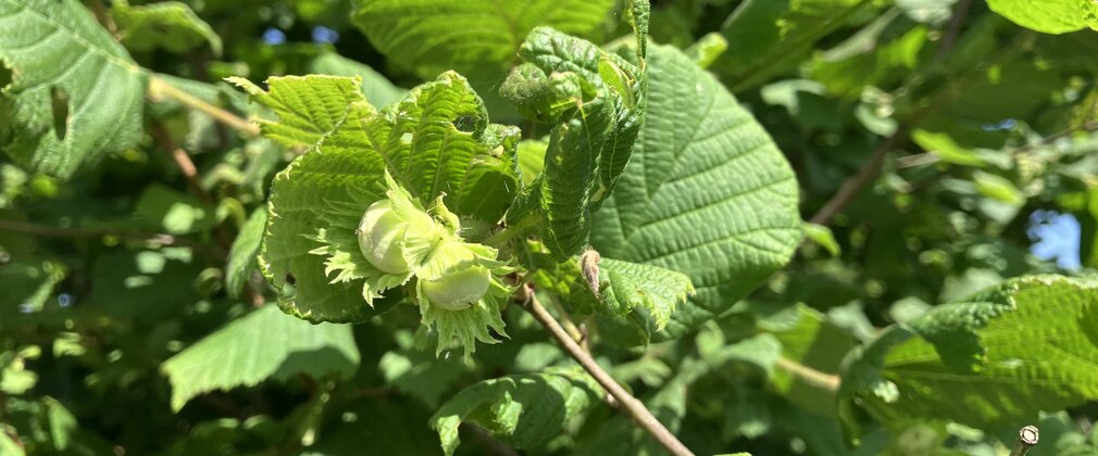hazel in June