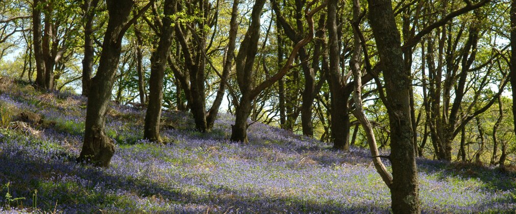 Bluebell woodland in Hazelborough Wood