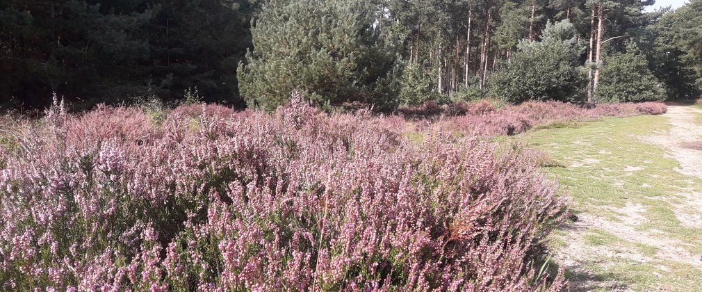 A heathland strip at Ostler's Plantation