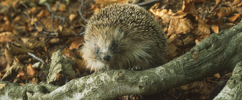Hedgehog walking on forest floor among autumn leaves.
