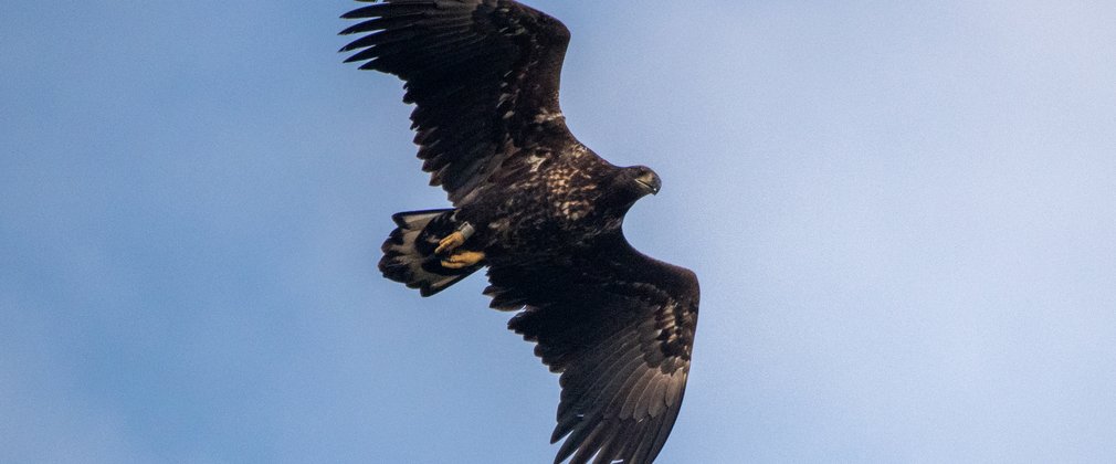 White-tailed eagle juvenile flying in the clouds