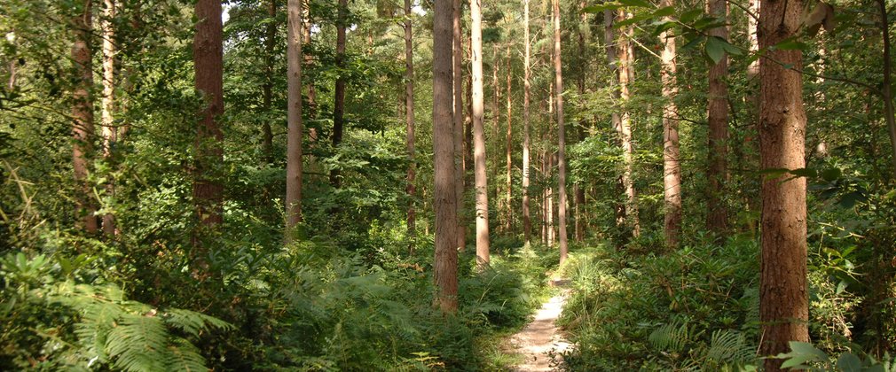 Thin trail running through conifer woodland 