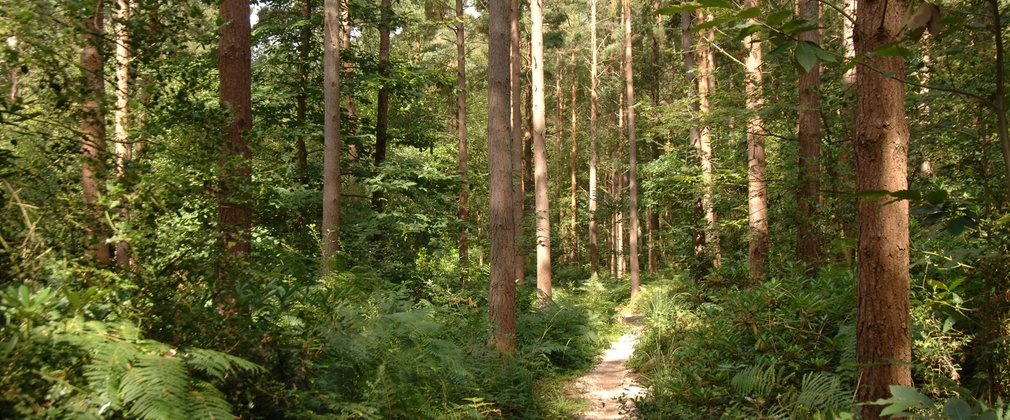 Thin trail running through conifer woodland
