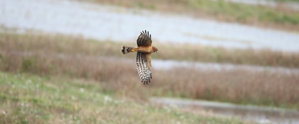 A brown hen harrier with open wings hovering over wet ground
