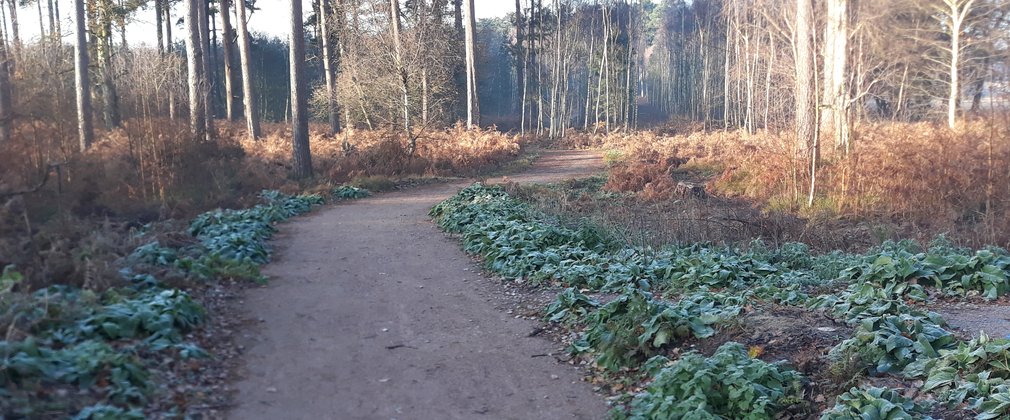 Heritage trail at High Lodge