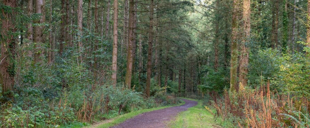 A path through the forest, with tall trees on either side.