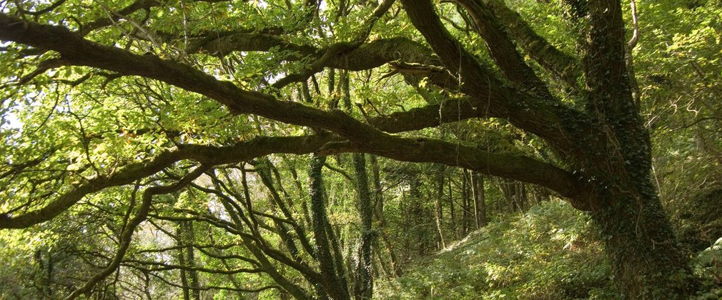 Ancient forest on steep hillside