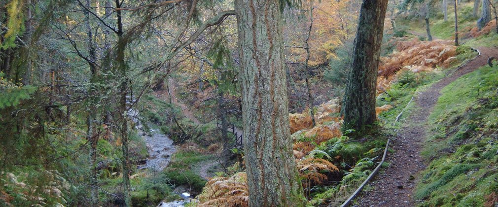 Raised walking path next to stream in the forest