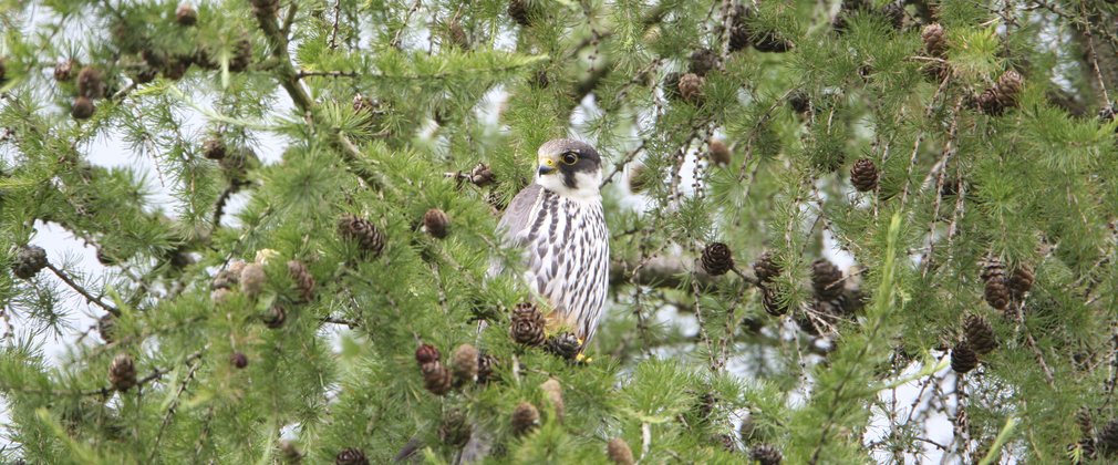 Hobby bird sitting in a conifer tree