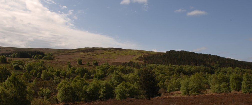 Rolling hills with shades of green and brown on a sunny day