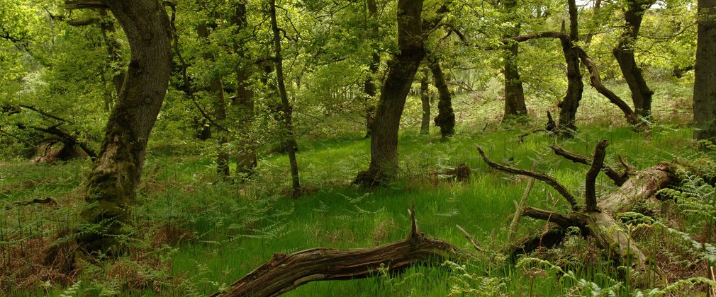 Holystone woodland 