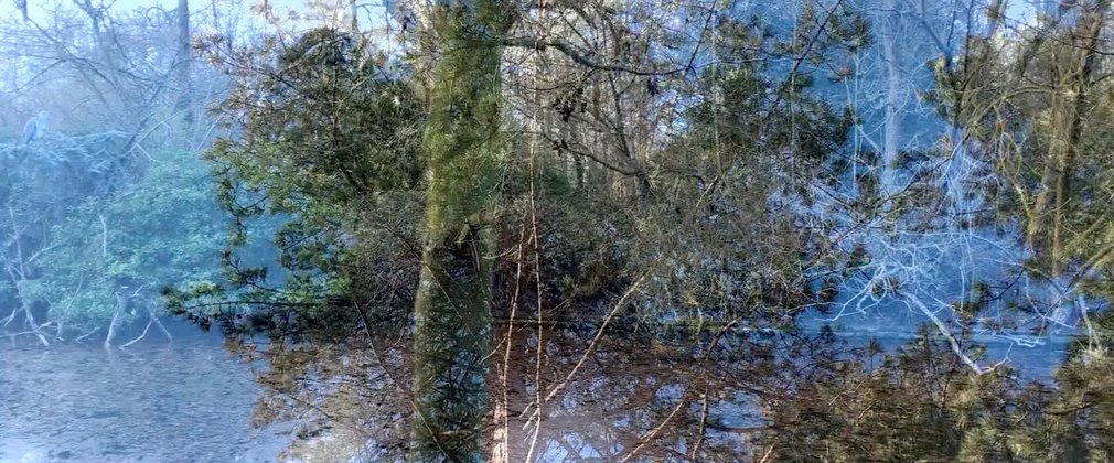 blue sky and trees mixed together