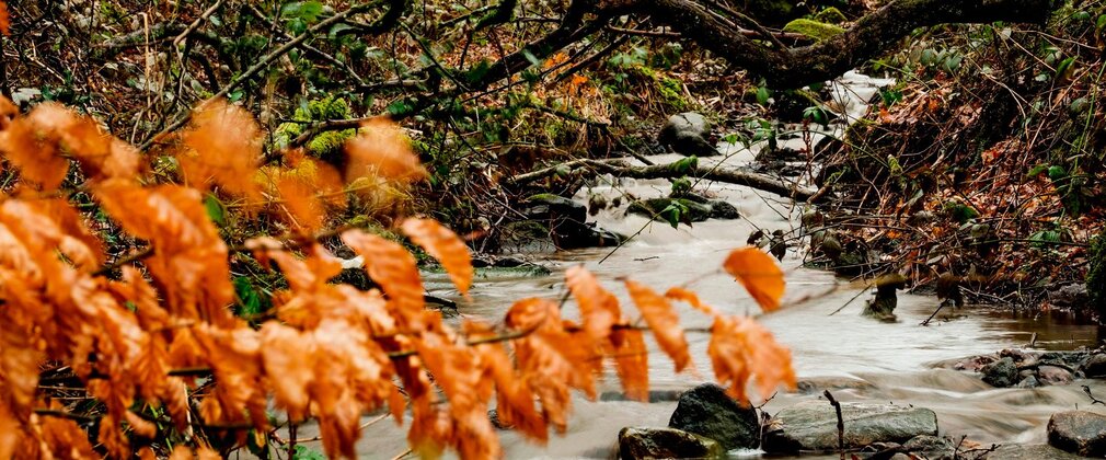 Orange autumn leaves on a branch over a stream