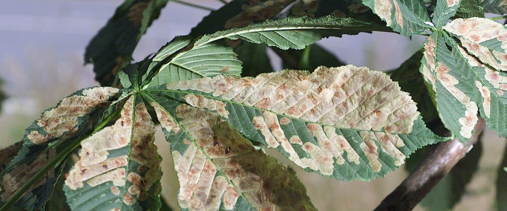 A Horse chestnut leaf with considerable damage made to the leaf by a leaf miner causing the leaf to turn brown with spots.
