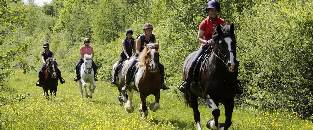 Horse cantering at Hicks Lodge on horse route