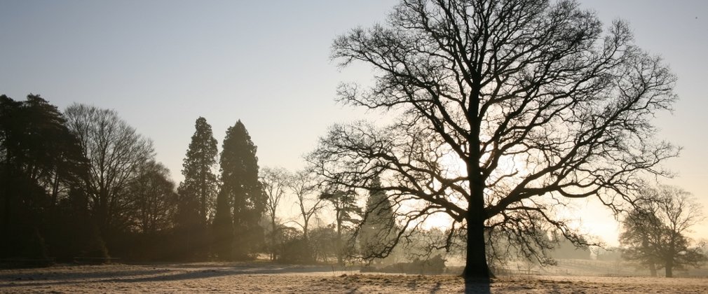 Winter at dusk, the sun is rising behind the silhouette of a tall tree which displays the intricate details of the branches.