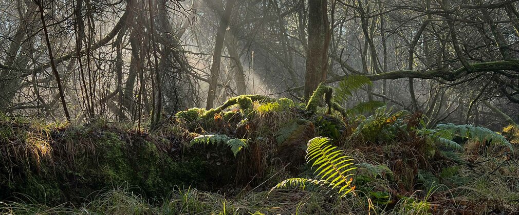 A misty sunrise view into a dense woodland with sunlight catching the grass and ferns in the foreground.