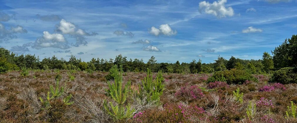 A view of open heathland with heather and grasses in the foreground and the forest in the background.