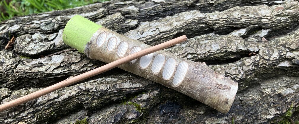 A woodland instrument made out of a large stick to make a frog stick