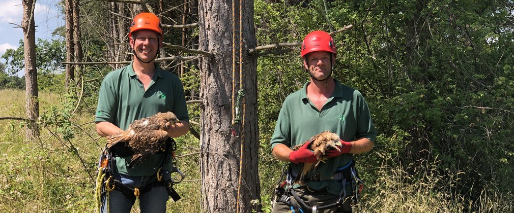 Two staff wearing hard hats and climbing harnesses each holding a red kite chick 